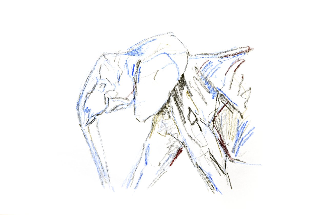 Afrikansk elefant, 2021 (krita på papper) av David Mayer