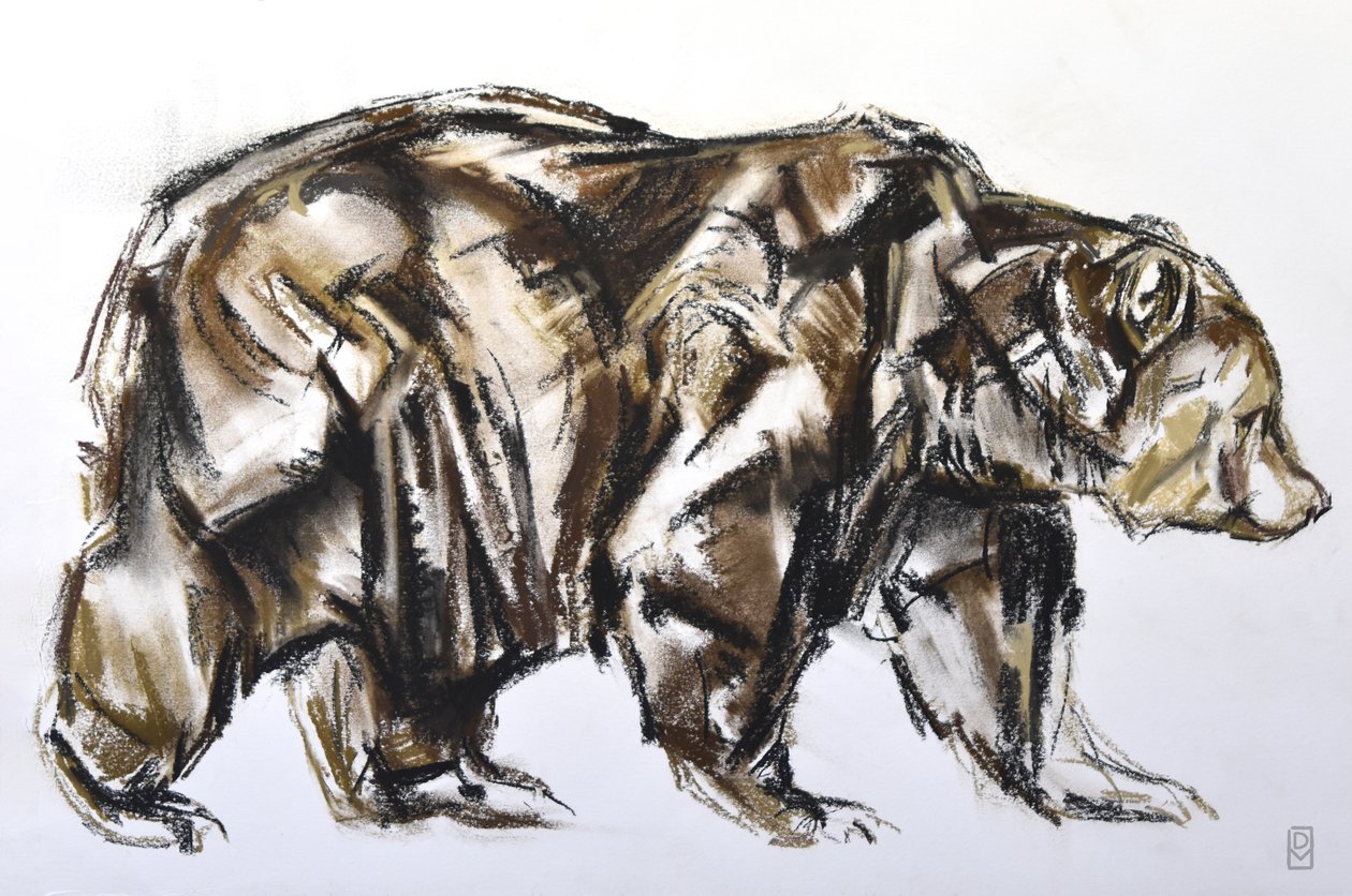 Brown Bear walking, 2012 (Pastell/Conte på papper) av David Mayer