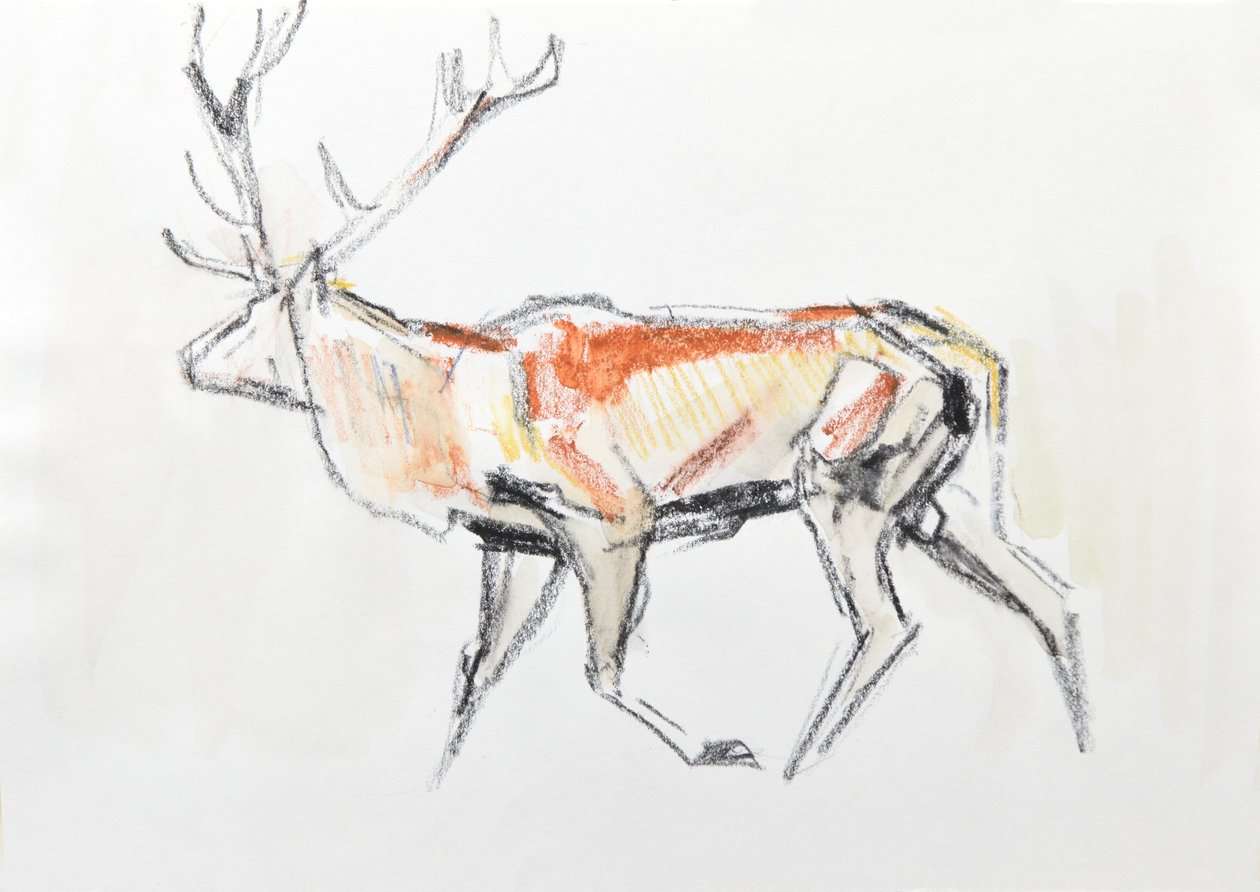 Red Deer Stag, 2020 (akvarell på papper) av David Mayer