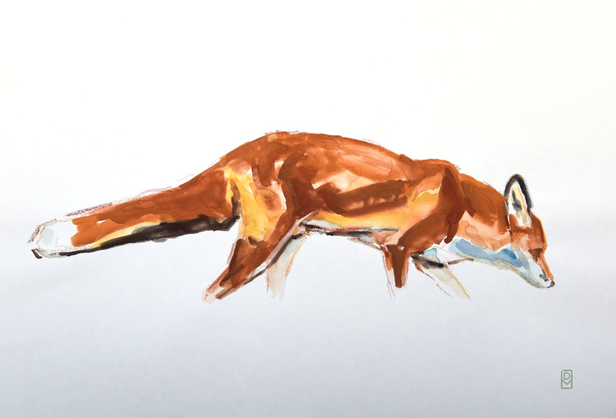 Red Fox, 2020 (akvarell och krita) av David Mayer