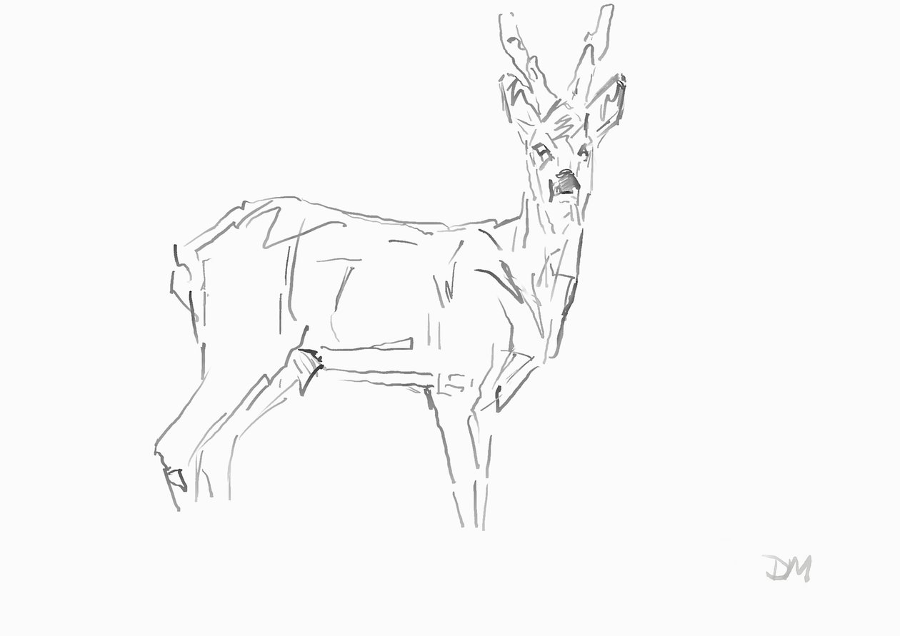 Roe Buck, 2024 (bläck med bamburörpenna på papper) av David Mayer