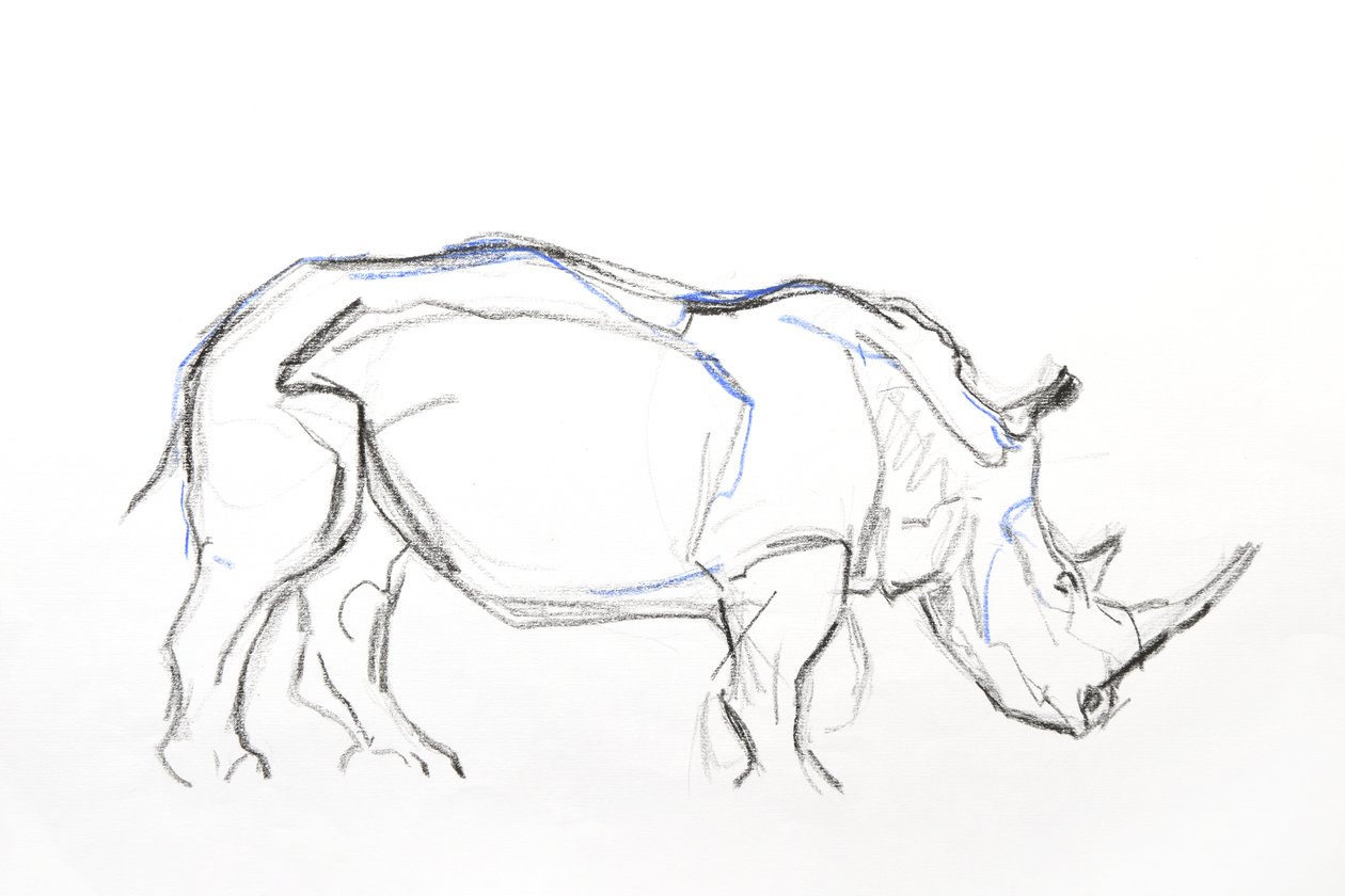 White Rhino, 2021 (krita och akvarell på papper) av David Mayer
