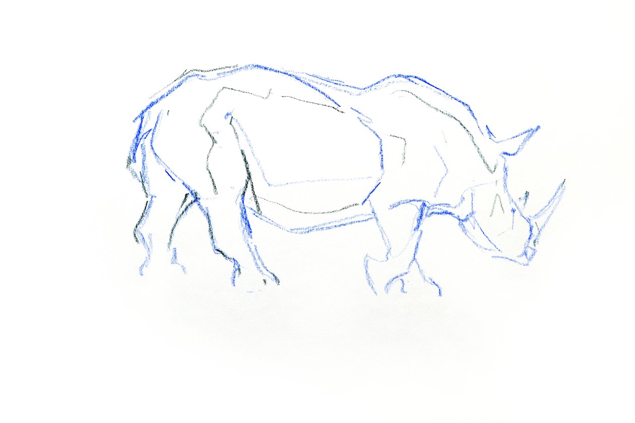 White Rhinoceros, 2020 (krita på papper) av David Mayer