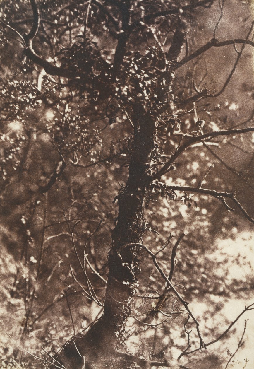 The Fairy Tree at Colinton, 1846. Skapare: David Octavius Hill, Robert Adamson, Hill & Adamson. av Hill and Adamson