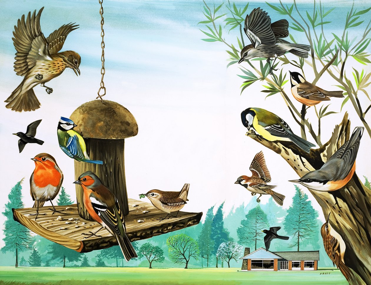 Alla möjliga fåglar runt trädgårdsbordet, illustration från "Once Upon a Time av David Pratt