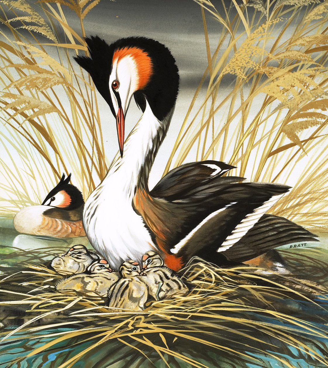 Skäggdopping, illustration från "Once Upon a Time" (gouache på papper) av David Pratt