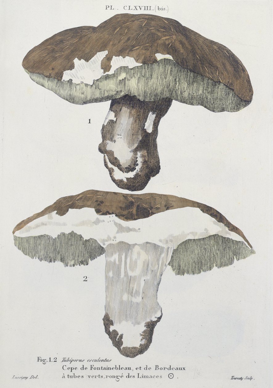 Tubiporus esculentus, tavla 168 från "Iconographie des Champignons de J.J. Paulet" av J.H. Leveille, graverad av Tourcaty, 1855. av De Lussigny