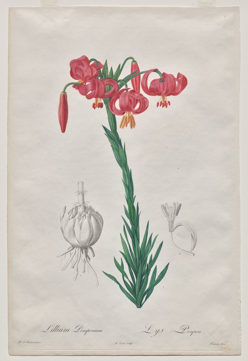 Lillium Pomponium (Turbanlilja), tallrik 7 från Les Liliacées av De Gouy