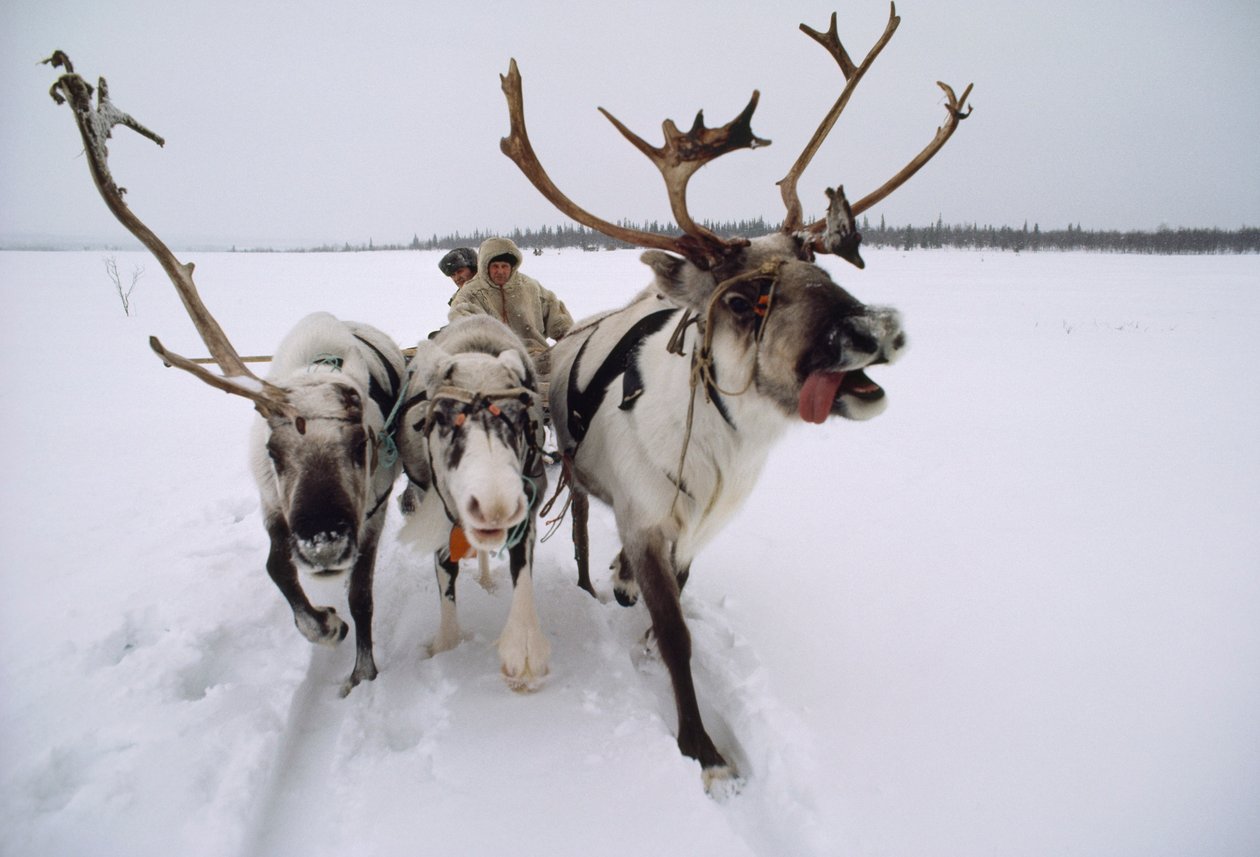 Renar drar en same, eller lapp, på en släde genom snön. Nära Lovozero, Ryssland... av Dean Conger