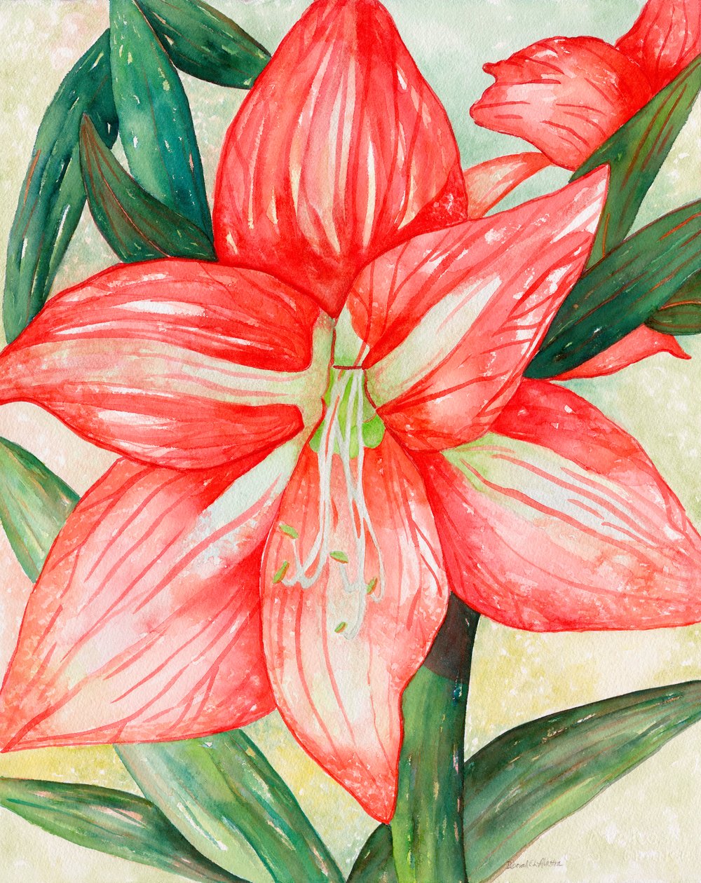 Amaryllis, 2005 (akvarell) av Deborah Eve Alastra