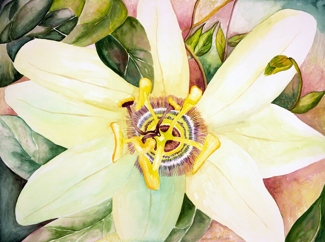 Passionsblomma, 2007 (akvarell) av Deborah Eve Alastra