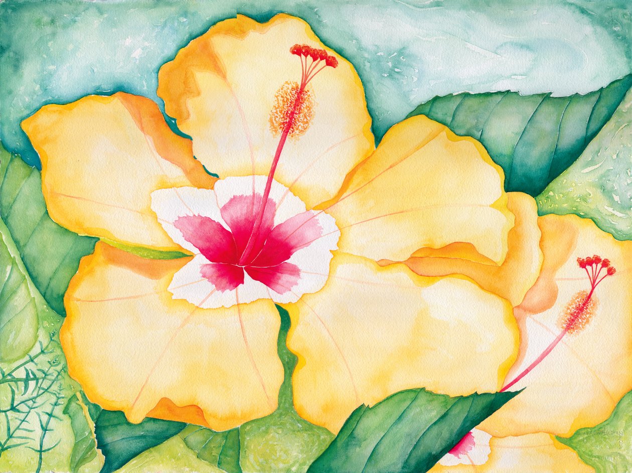 Gul Hibiskus, 2006 (akvarell) av Deborah Eve Alastra