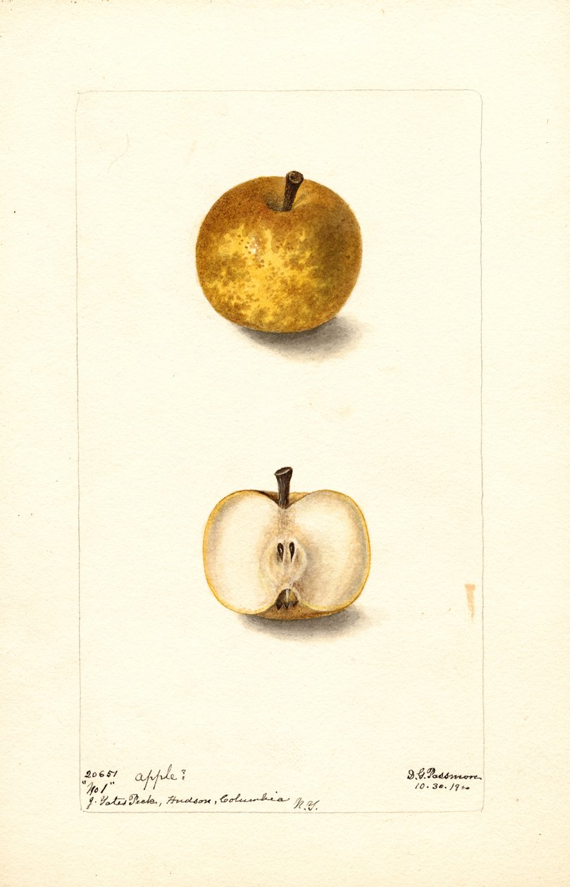 Äpplen (Malus domestica: nr 1) (akvarell) av Deborah Griscom Passmore