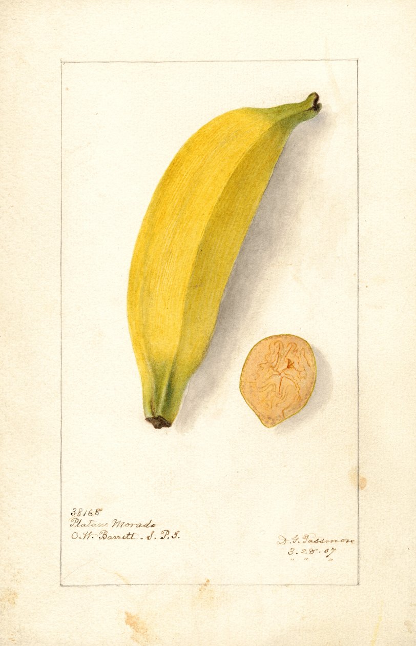 Bananer (Musa: Purple Banana) (akvarell) av Deborah Griscom Passmore