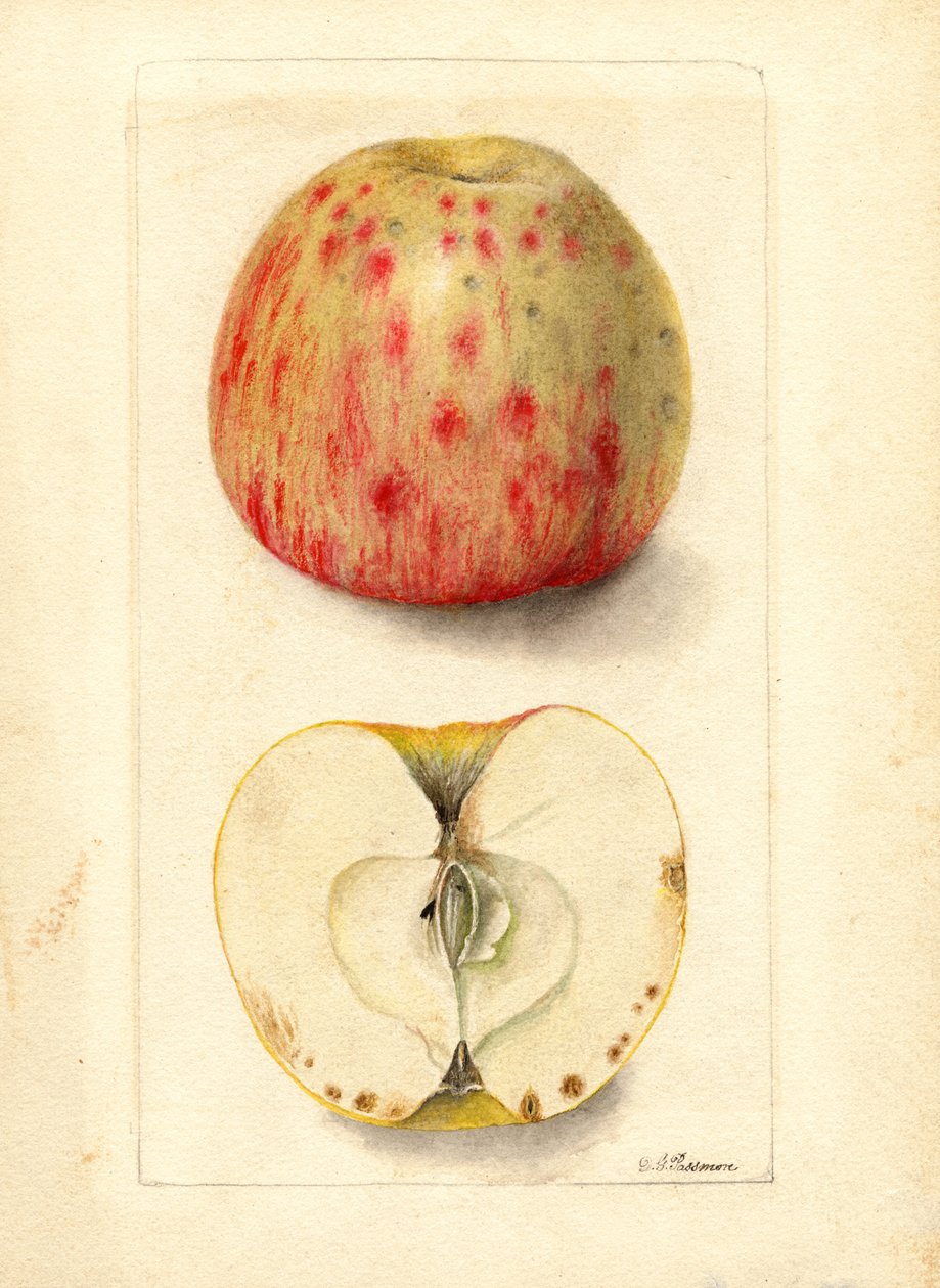 Bitter Pit-äpplen (Malus domestica) (akvarell) av Deborah Griscom Passmore