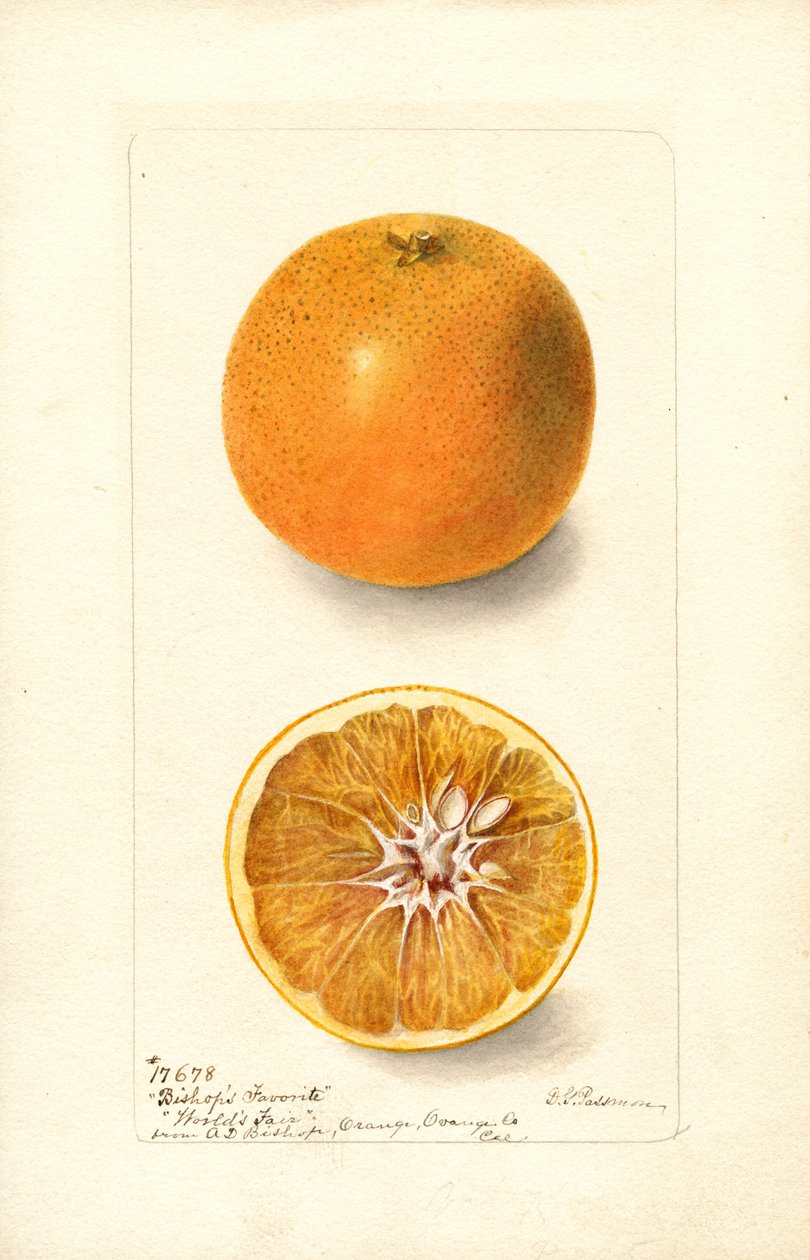 Apelsiner (Citrus sinensis: Biskopens favorit) (akvarell) av Deborah Griscom Passmore