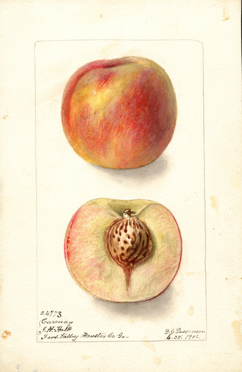 Persikor (Prunus persica: Carmen) (akvarell) av Deborah Griscom Passmore