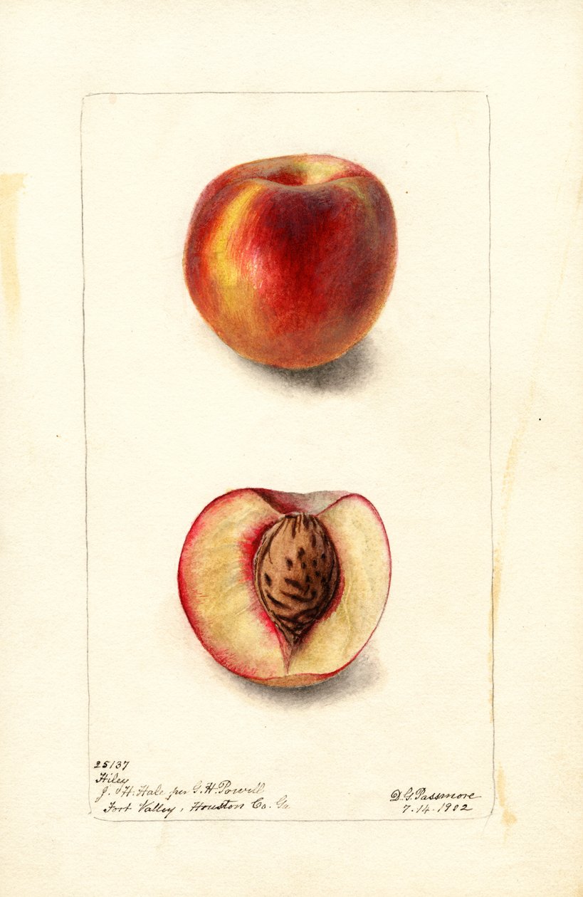 Persikor (Prunus persica: Hiley) (akvarell) av Deborah Griscom Passmore
