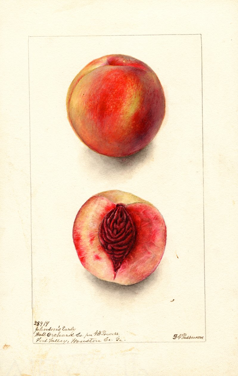 Persikor (Prunus persica: Johnsons Early) (akvarell) av Deborah Griscom Passmore