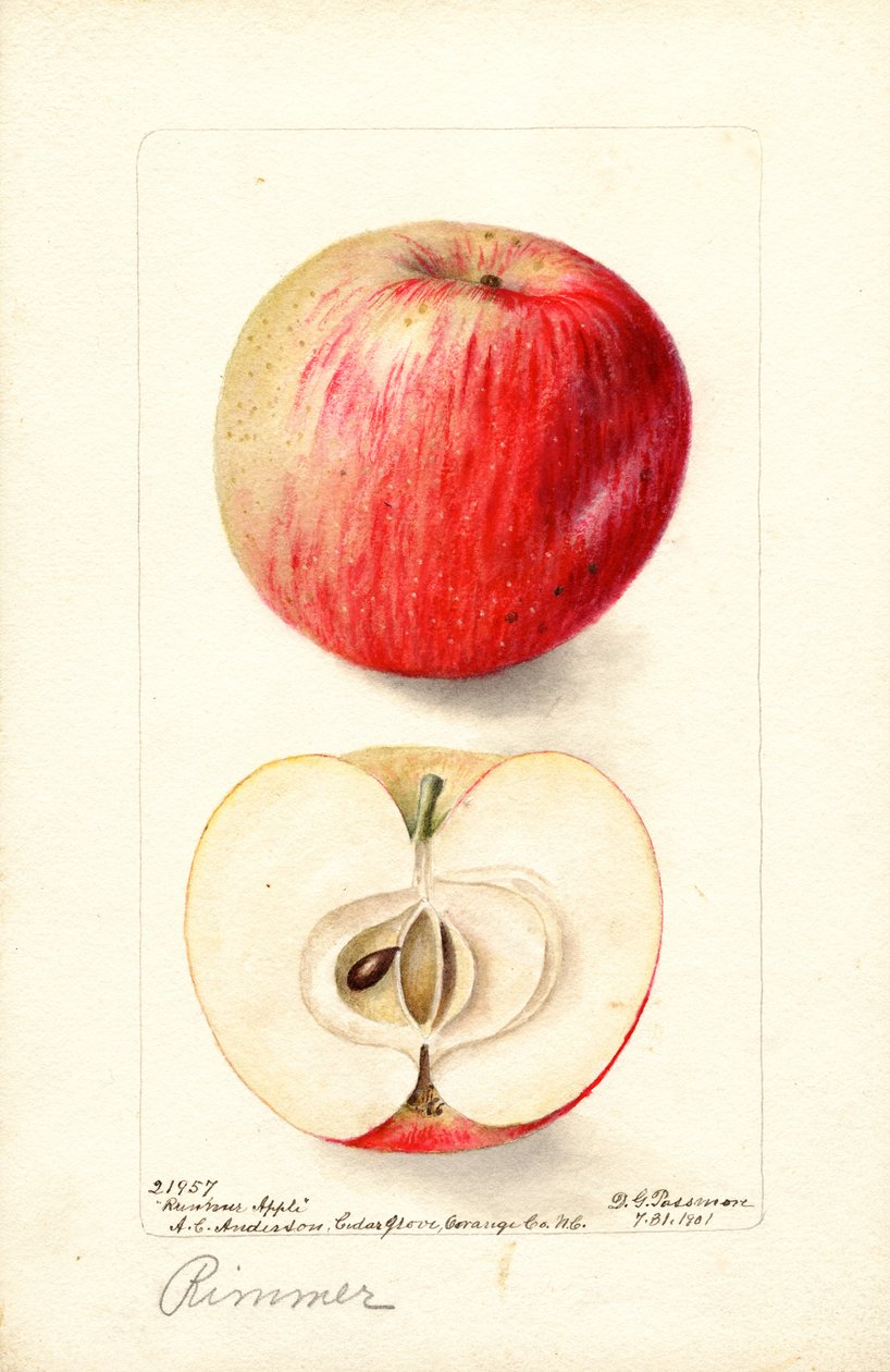 Rimmer-äpplen (Malus domestica) (akvarell) av Deborah Griscom Passmore