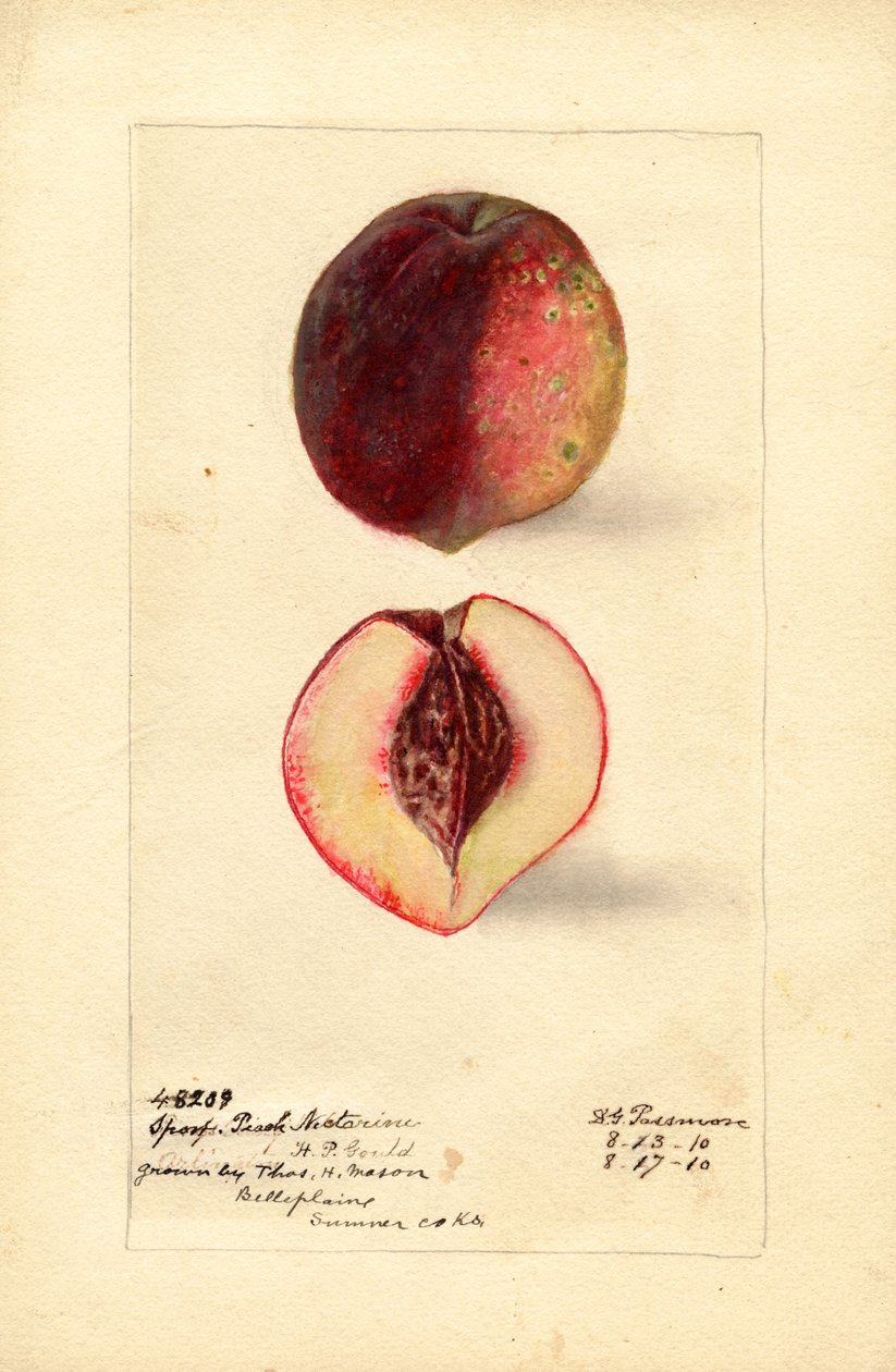 Sport Persika Nektarin (Prunus persica) (akvarell) av Deborah Griscom Passmore