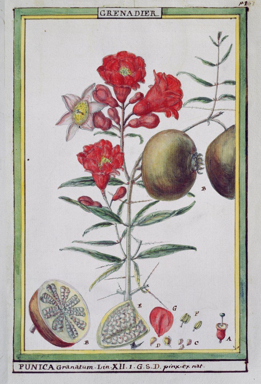 Granatäppleträd, från Florindie eller Historie physico-economic des vegetaux de la Torride, 1789 av Delahaye
