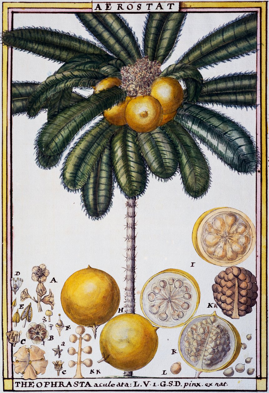 Aerostat (Theophrasta aculeata), akvarell av Delahaye, från Florindie ou Histoire physico-economic des vegetaux de la Torride (Physical-Economic History of Plants from the Tropics) av Delahaye Delahaye