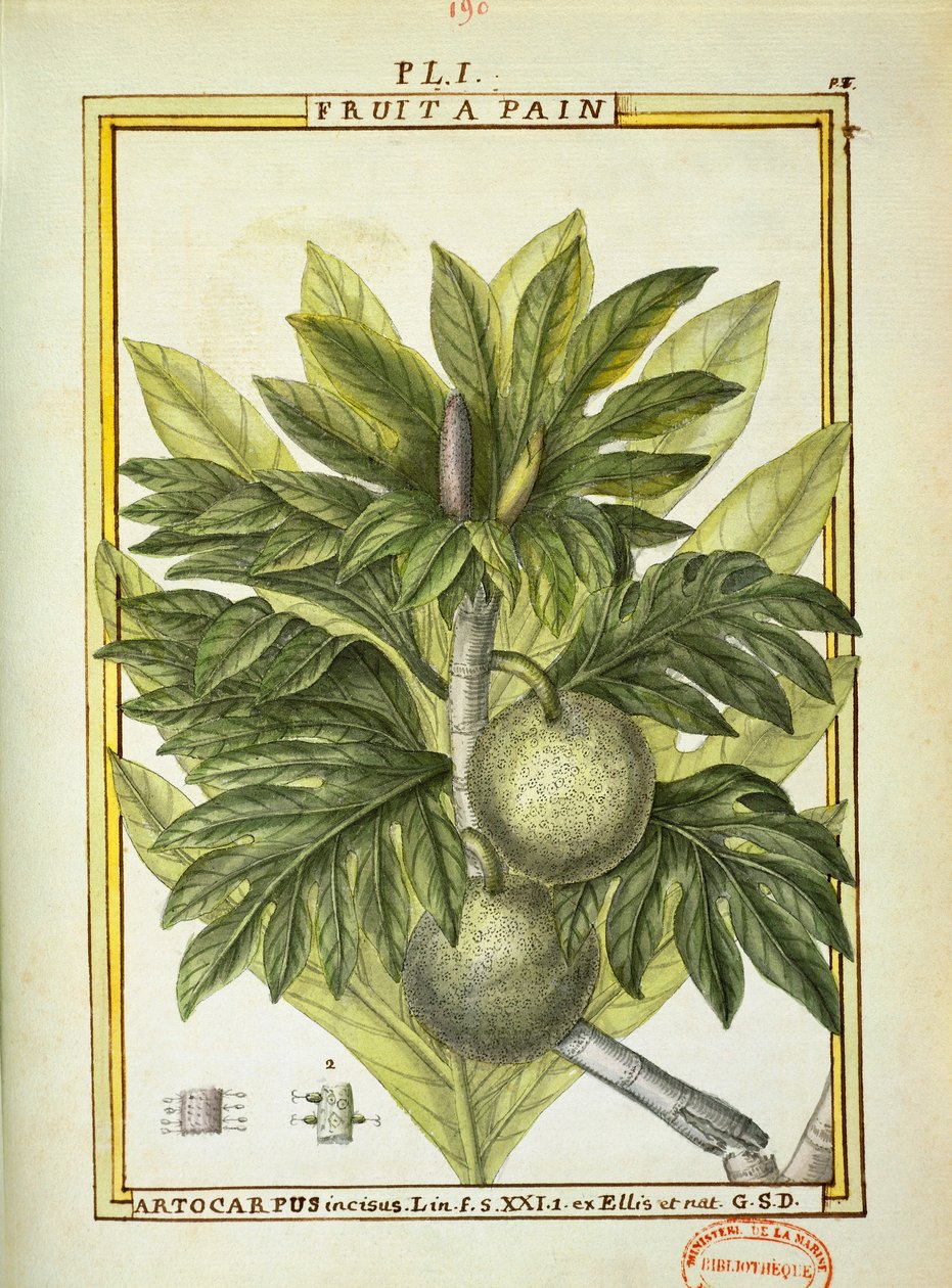 Brödfrukt (Artocarpus altilis), akvarell av Delahaye av Delahaye Delahaye