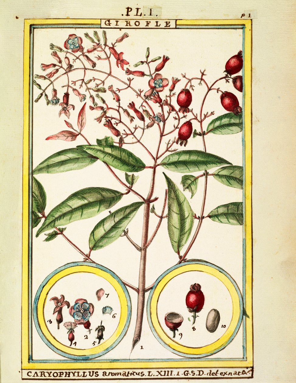 Kryddnejlika (Caryophyllus Aromaticus), akvarell av Delahaye av Delahaye Delahaye