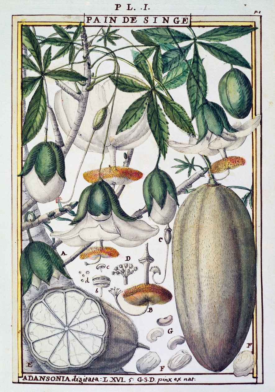 Frukter och blommor av baobabträd (Adansonia digitata) av Delahaye, från Florindie eller Historie physico-economic des Vegetaux de la Torride av Delahaye Delahaye