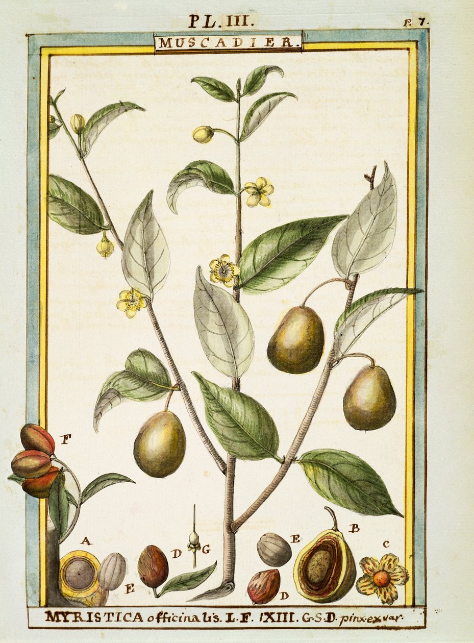 Muskotnöt (Myristica fragrans eller officinalis), akvarell av Delahaye av Delahaye Delahaye