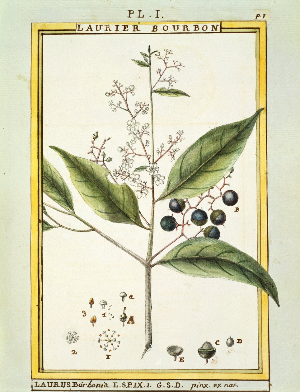 Red Bay Tree (Laurus borbonia eller Persea carolinensis), akvarell av Delahaye av Delahaye Delahaye