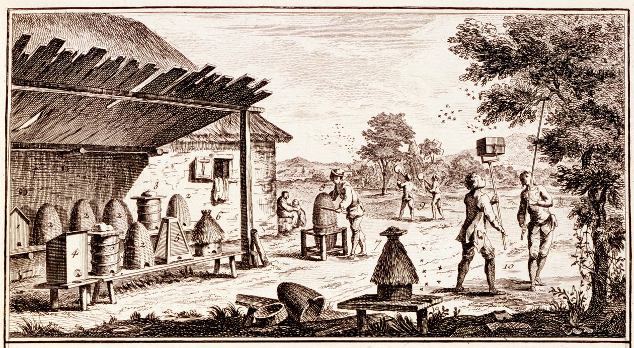 Biodling, från Dictionary of Sciences, c.1770 gravyrdetalj av 746836 av Denis Diderot