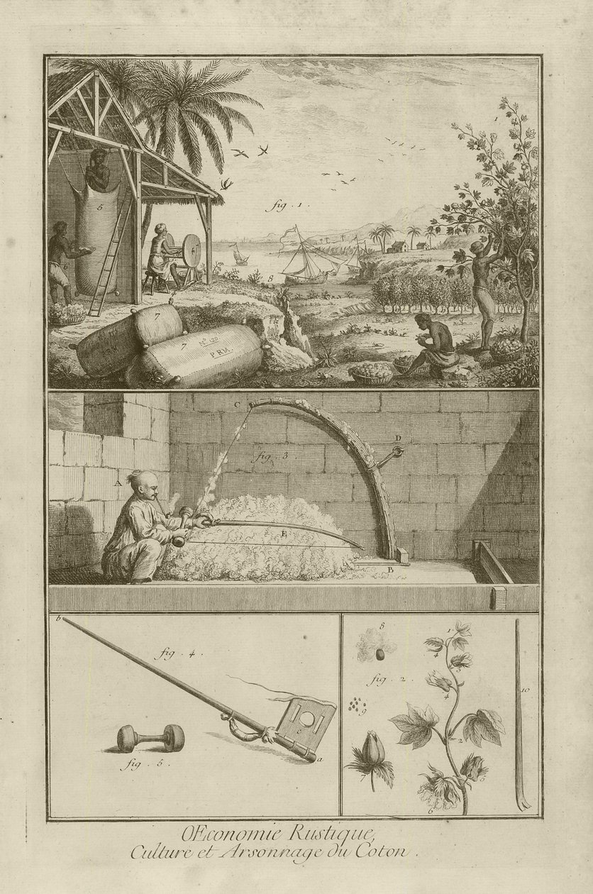 Cotton Field i Amerika; Tröska med pilbåge; Bomullsväxt (Titel), 1762 av Denis Diderot