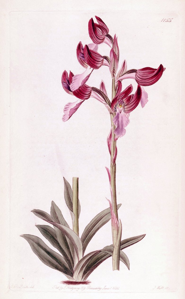 Illustration av Anacamptis papilionacea av Designer