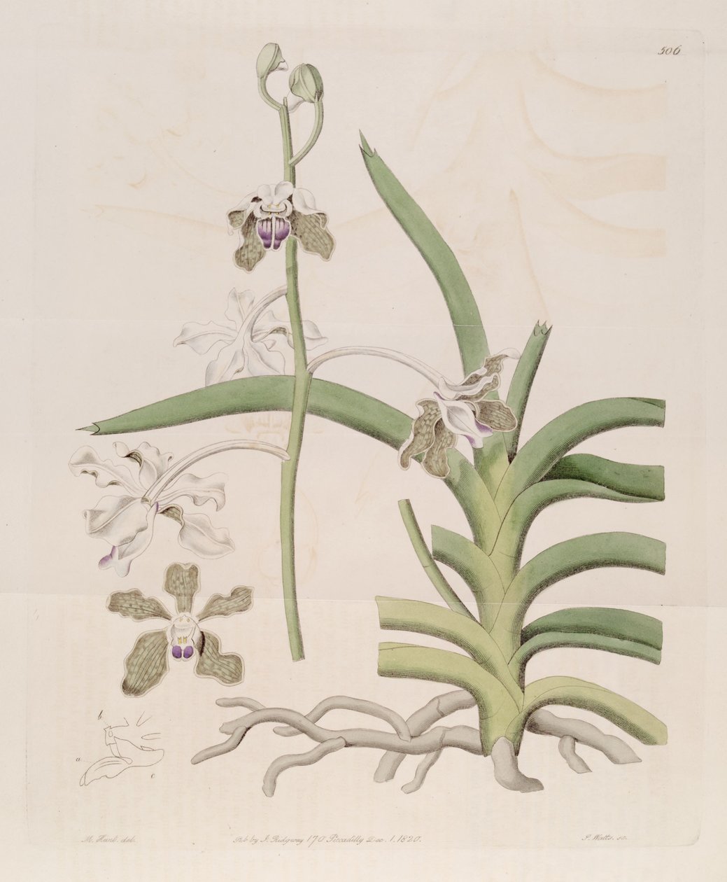 Illustration av Vanda tessellata (som syn. Vanda roxburghii) av Designer