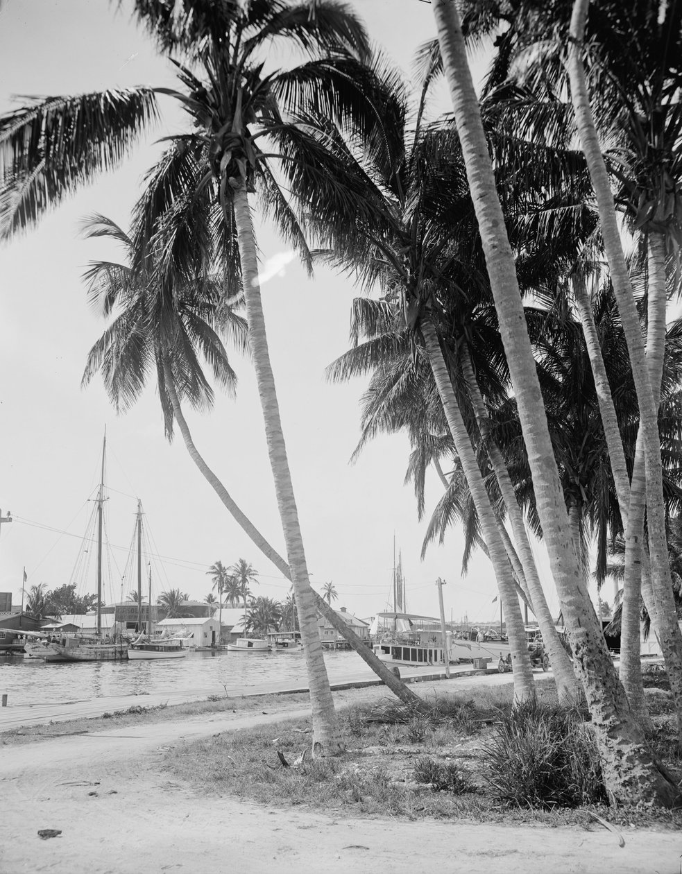 Kokospalmer längs hamnen, Miami, Florida, ca 1900-15 av Detroit Publishing Co.