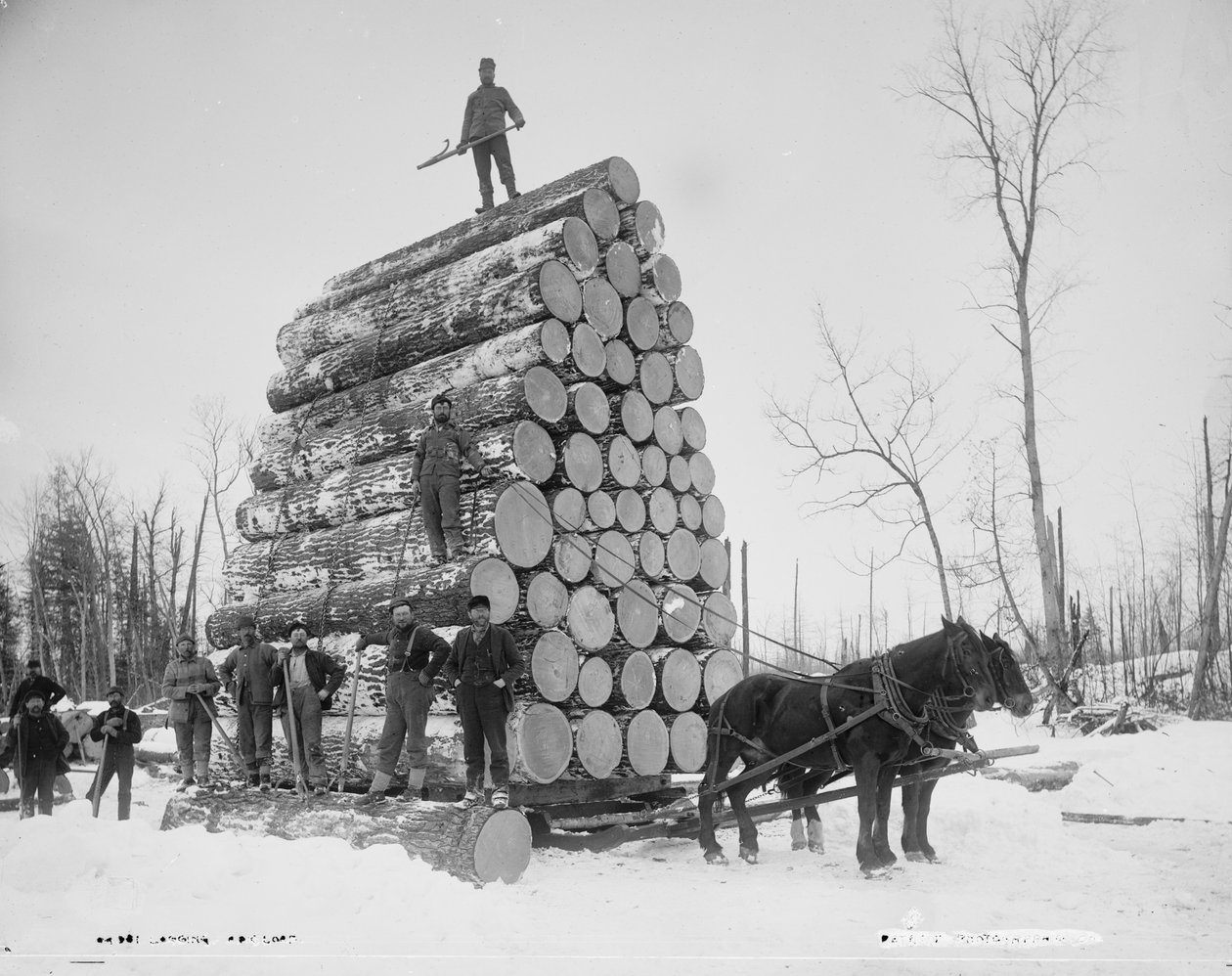 Loggar en stor last, Michigan, ca 1880-99 av Detroit Publishing Co.