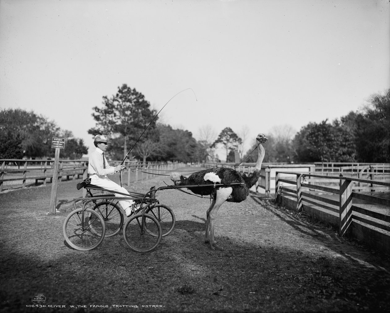 Oliver W., den berömda travstrutsen, på Florida Ostrich Farm, Jacksonville, 1903 av Detroit Publishing Co.