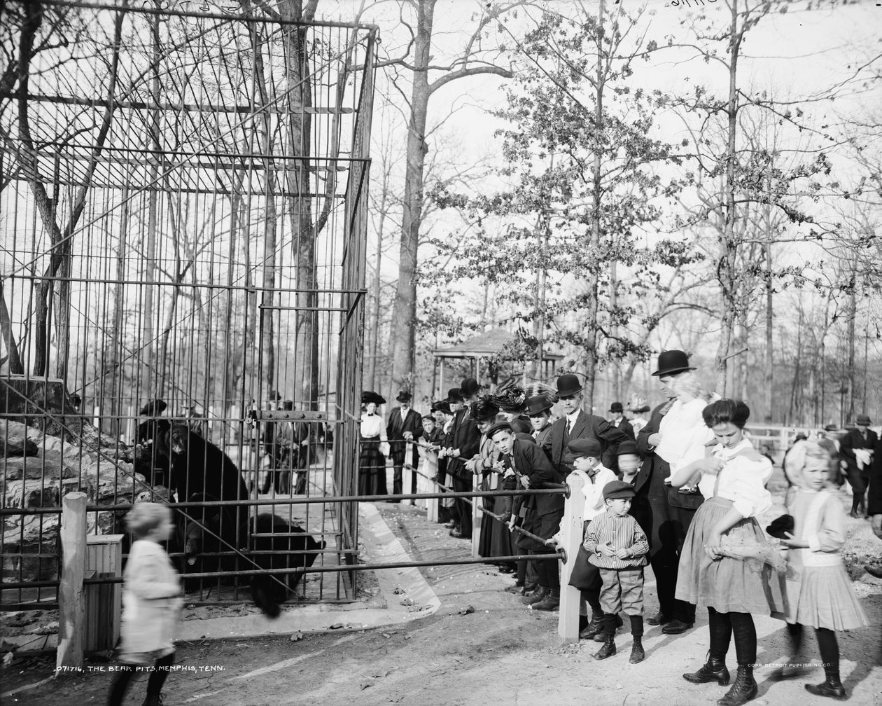 The Bear Pits, Memphis, Tennessee, ca 1900-20 av Detroit Publishing Co.