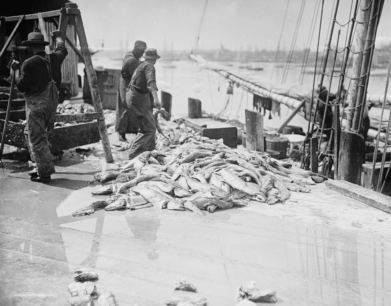 Lossning av Gortons torsk, Gloucester, Massachusetts, ca 1905 av Detroit Publishing Co.