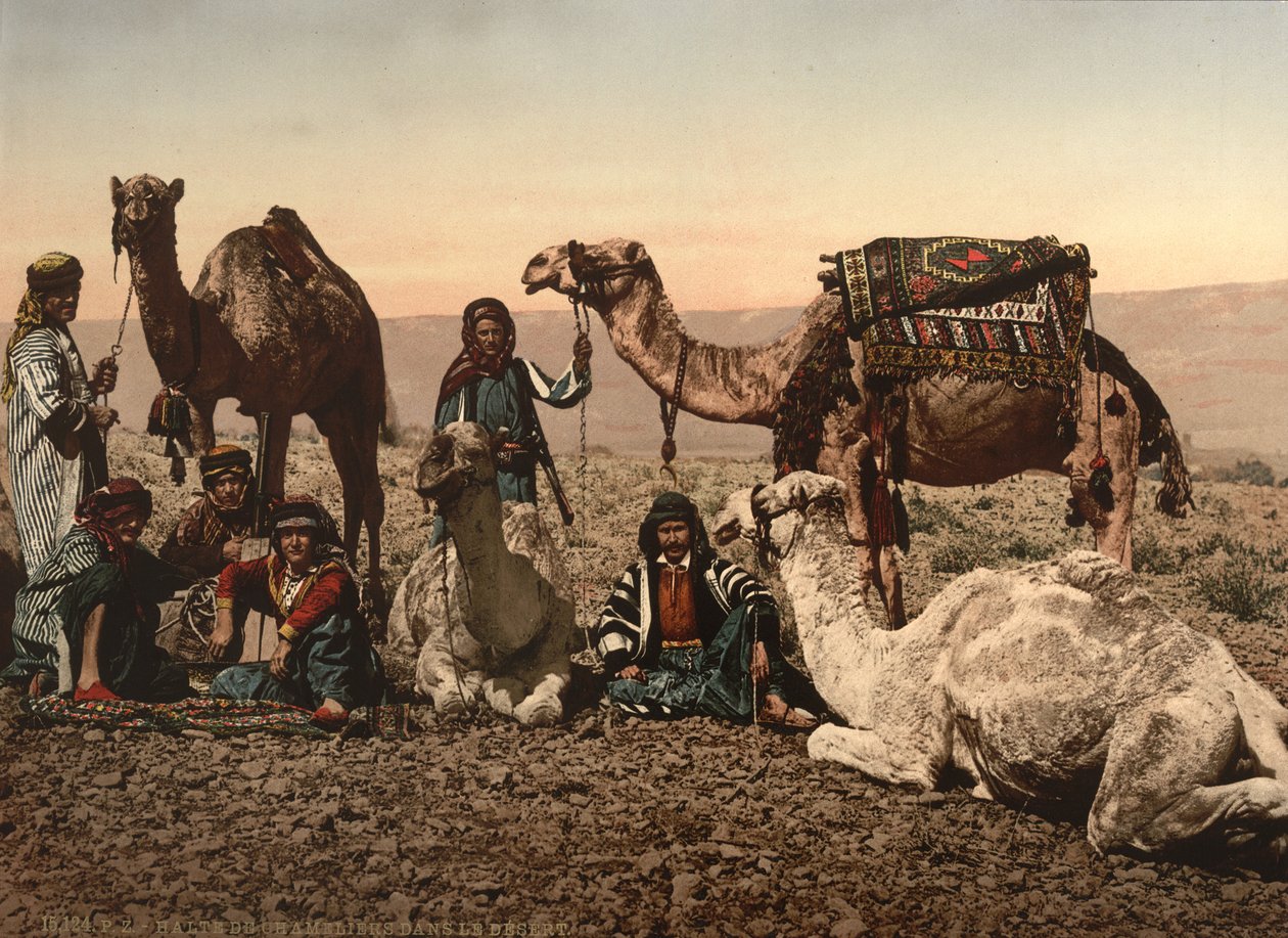 Camels Halting in the Desert, Holy Land, c.1890 (fotomekaniskt tryck) av Detroit Photographic Co.