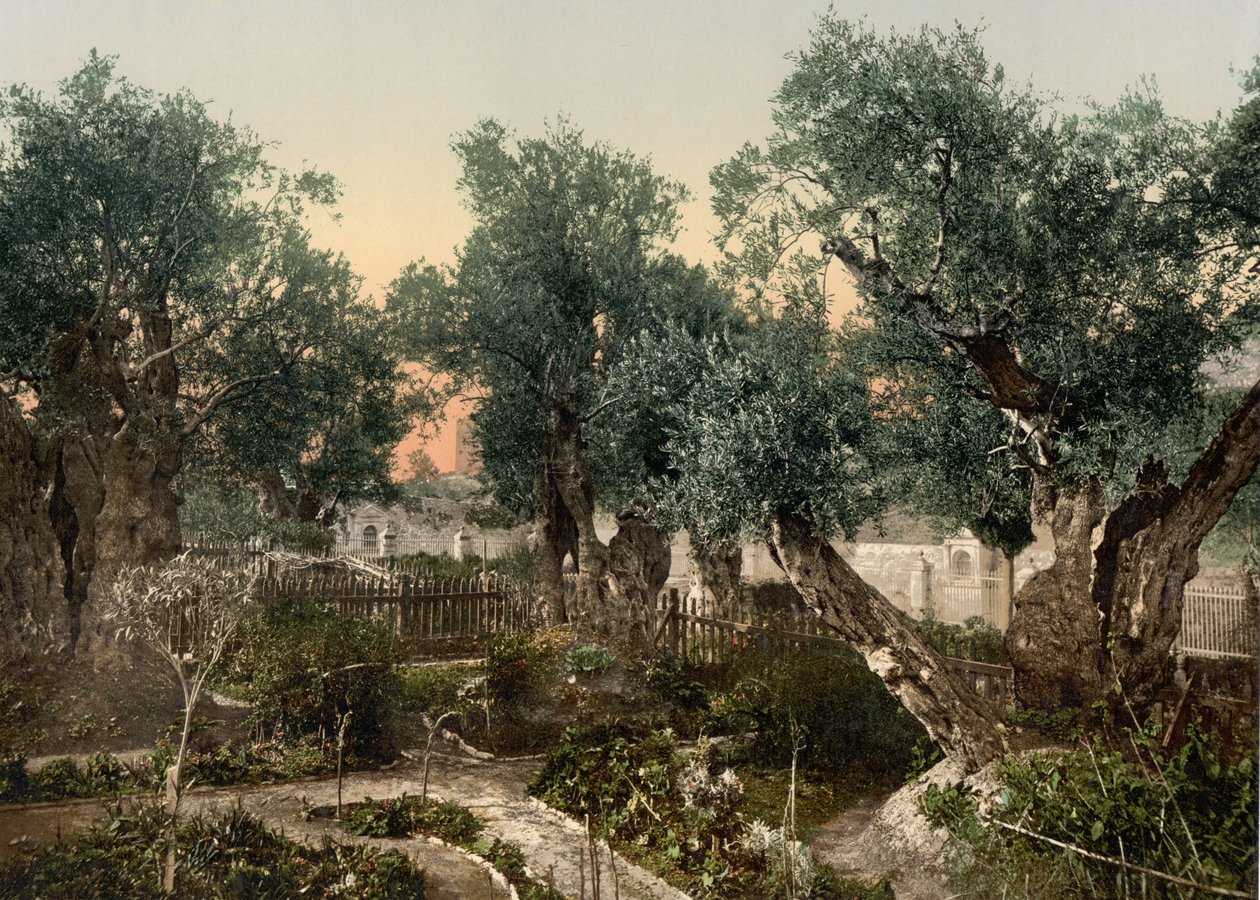Getsemane trädgård, Jerusalem, heliga landet, c.1890-c.1900 (fotokromtryck) av Detroit Photographic Co.
