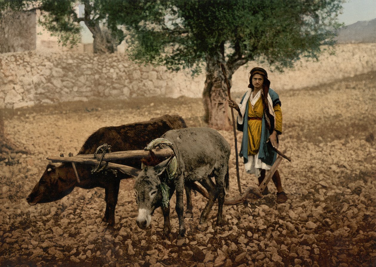 Infödd i Palestina som arbetar med en oxe och en åsna, Heliga landet, c.1890-c.1900 (fotokromtryck) av Detroit Photographic Co.