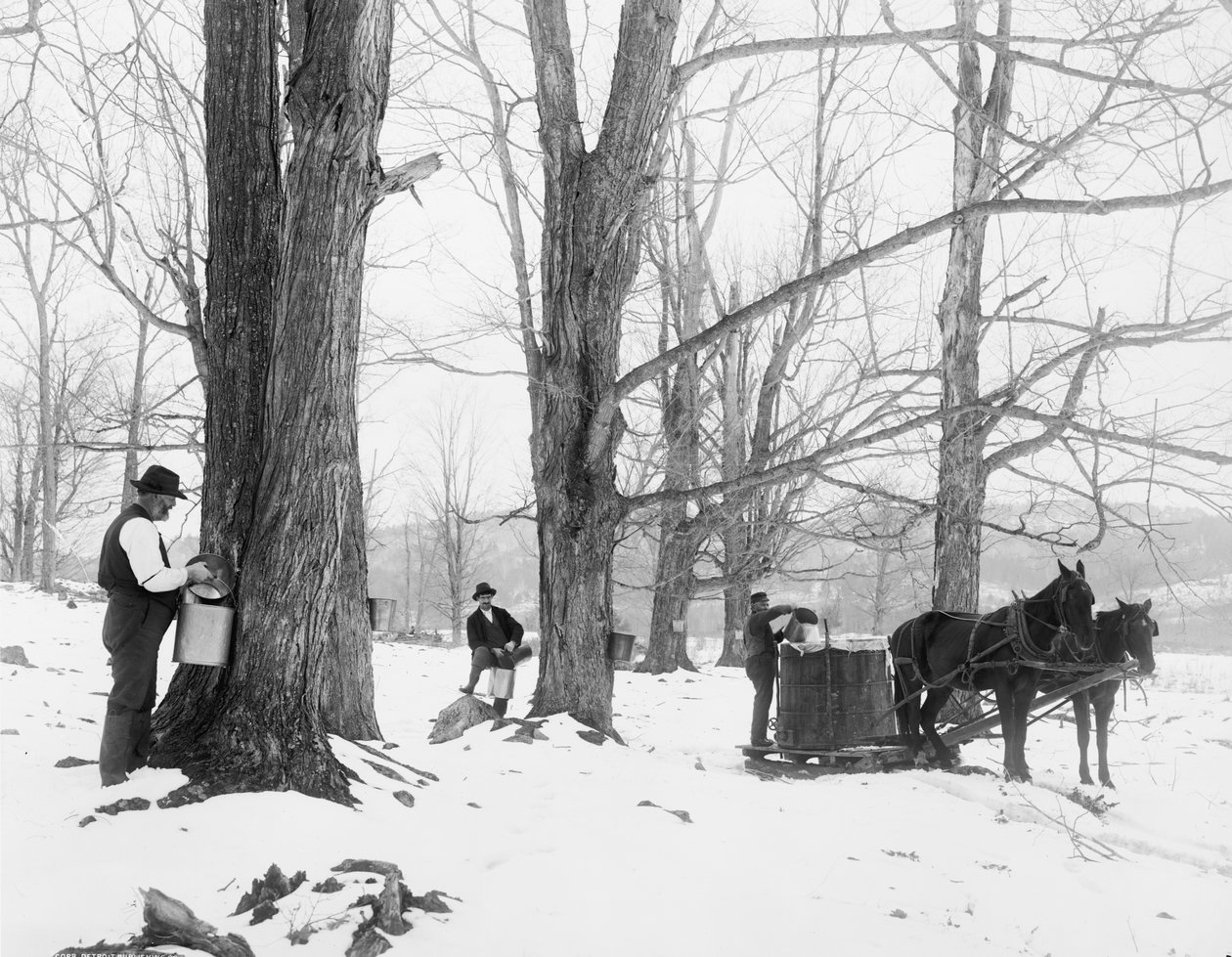 Samlar sav i ett sockerläger i Vermont lönn av Detroit Publishing Co.
