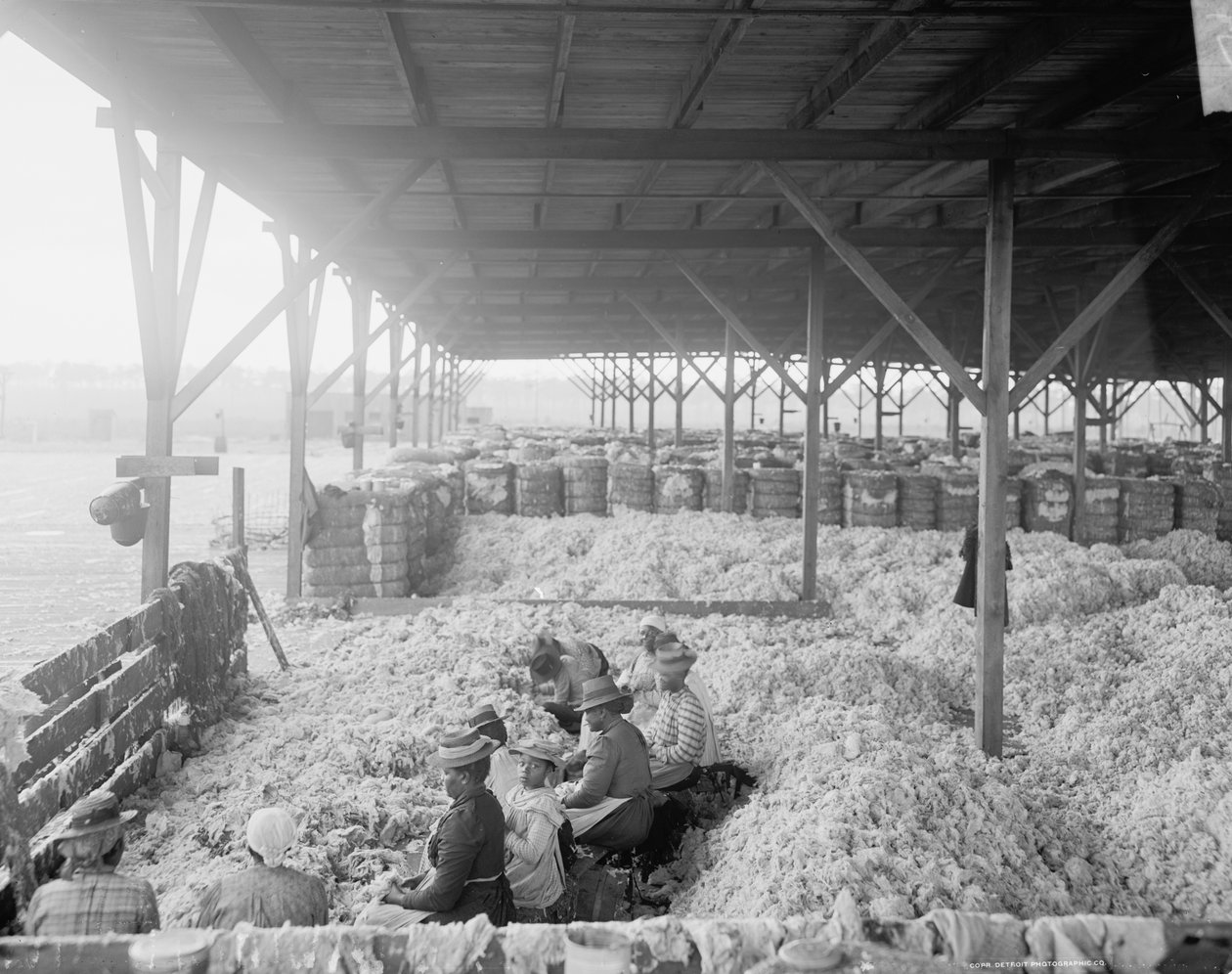 Sortering av bomull för Atlantic Cotton Compress Company, Pensacola, Florida av Detroit Publishing Co.