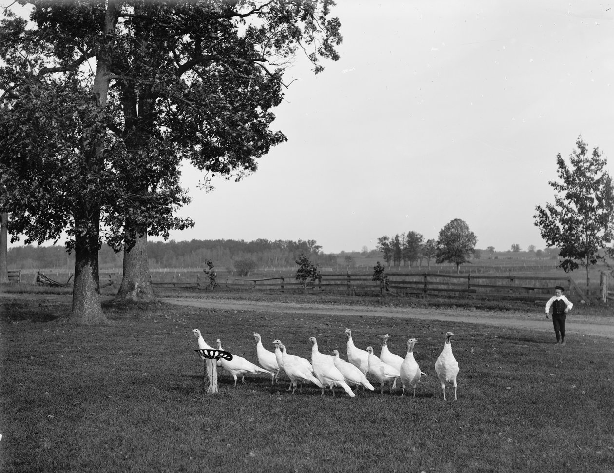 Vita holländska kalkoner, 1900 av Detroit Publishing Co.