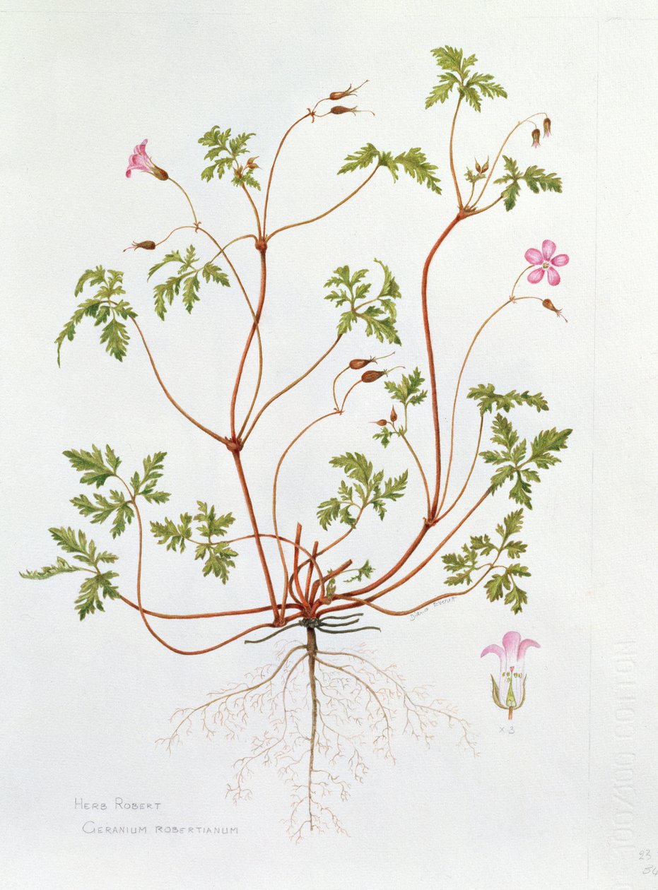 Herb Robert (wc på papper) av Diana Everett