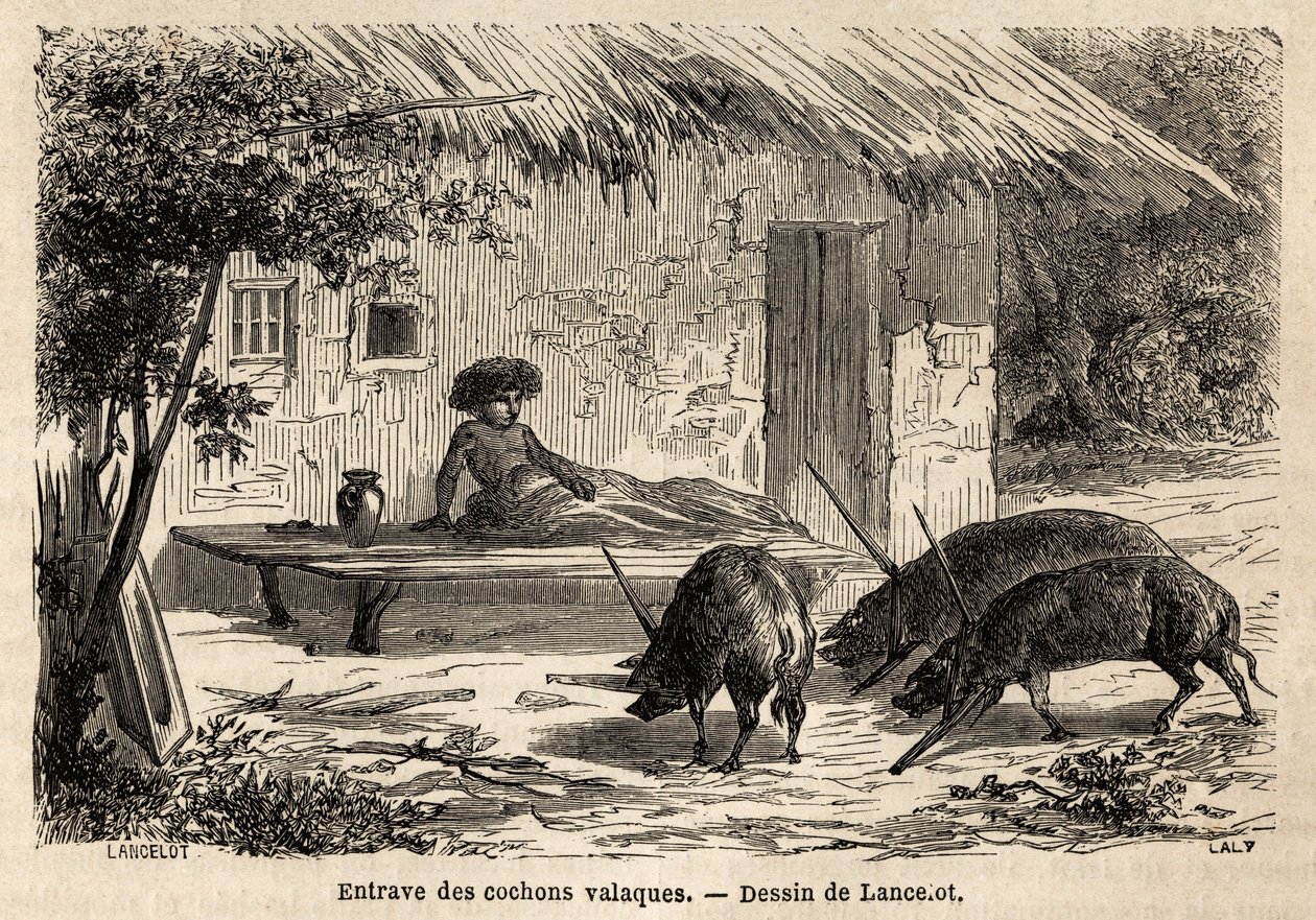 Hinder för anterieterna, således immobiliserade, av valaque grisar, i Rumänien. Gravyr för att illustrera resan från Paris till Bukarest, av Lancelot, ritare, 1860, publicerad i "Le tour du monde, nouveau journal des voyages", under ledning av o av Dieudonne Auguste Lancelot