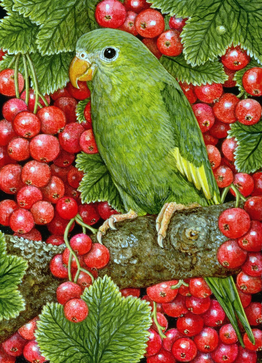 Röda vinbär-Parakeet, 1995 (akryl på panel) av Ditz